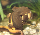 mating rough-skinned newts