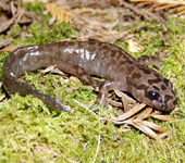 Adult California giant salamander