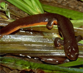 adult rough-skinned newt