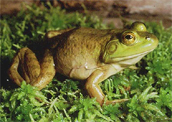 American Bullfrog