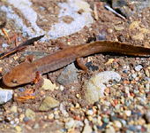 larval California giant salamander