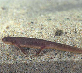 larval rough-skinned newt