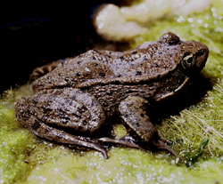 Red Legged Frog