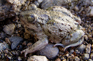 Western Spadefoot